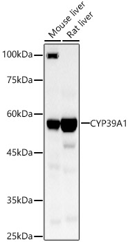 CYP39A1 Rabbit pAb