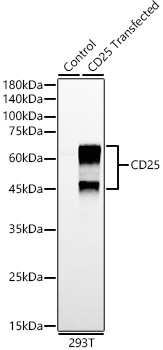 CD25 Rabbit mAb