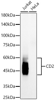 CD2 Rabbit mAb