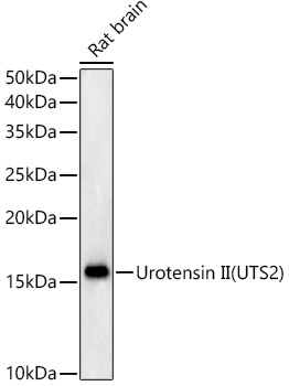 Urotensin II (UTS2) Rabbit mAb