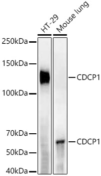 CDCP1 Rabbit mAb