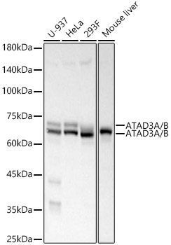 ATAD3A/B Rabbit mAb