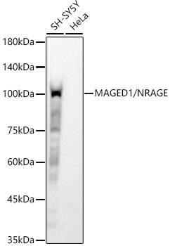 MAGED1/NRAGE Rabbit mAb