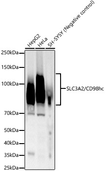 SLC3A2/CD98hc Rabbit mAb
