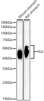 FLG Rabbit mAb