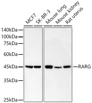 RARG Rabbit mAb