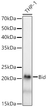 [KD Validated] Bid Rabbit mAb