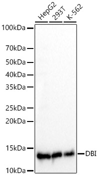 DBI Rabbit mAb