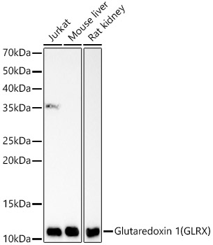 Glutaredoxin 1_GLRX_ Rabbit mAb