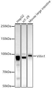 Villin1 Rabbit mAb