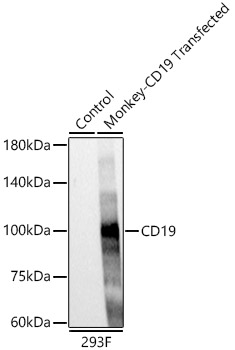 CD19 Rabbit mAb