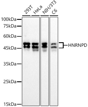 HNRNPD Rabbit mAb