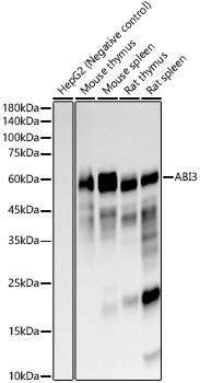 ABI3 Rabbit mAb