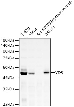VDR Rabbit mAb