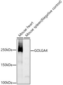 GOLGA4 Rabbit mAb