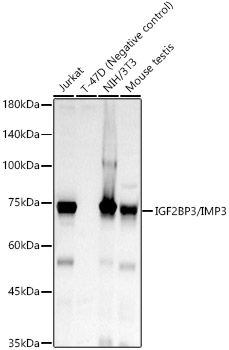IGF2BP3/IMP3 Rabbit mAb