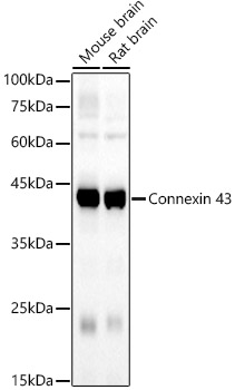 Connexin 43 Rabbit mAb