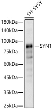 SYN1 Rabbit pAb