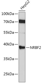 [KO Validated] NRBF2 Rabbit pAb