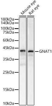 GNAT1 Rabbit pAb