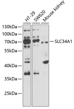 SLC34A1 Rabbit pAb