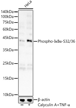 Phospho-I_B_-S32/36 Rabbit pAb