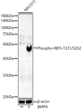 Phospho-Smad5-S465 Rabbit mAb