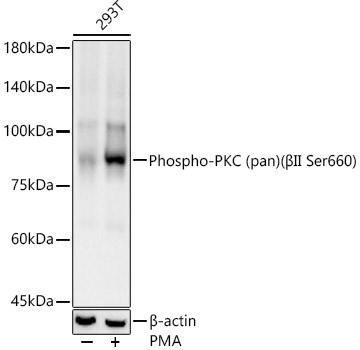 Phospho-PKC (pan) (_II Ser660) Rabbit mAb