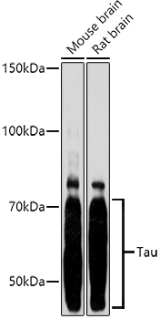 Tau Rabbit pAb