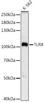 TLR4 Rabbit pAb