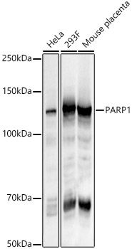 PARP1 Rabbit pAb