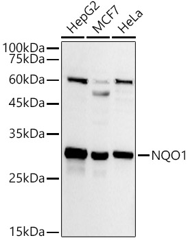 NQO1 Rabbit pAb