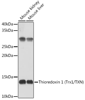 Thioredoxin 1 (Trx1/TXN) Rabbit pAb