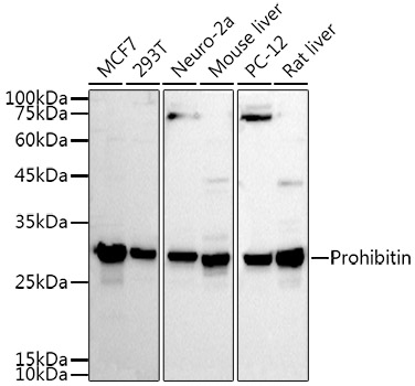 Prohibitin Rabbit pAb