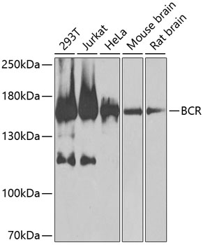 BCR Rabbit pAb