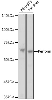 Perforin Rabbit pAb
