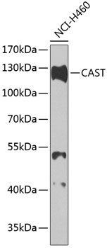 CAST Rabbit pAb