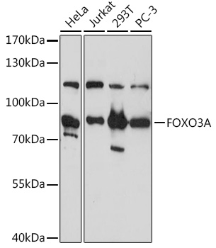 FOXO3A Rabbit pAb