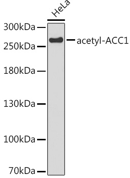 acetyl-ACC1 Mouse mAb
