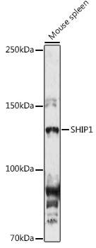 SHIP1 Rabbit pAb