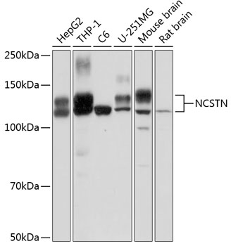 NCSTN Rabbit pAb