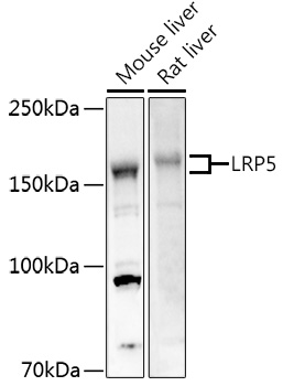 LRP5 Rabbit pAb