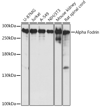 Alpha Fodrin Rabbit pAb