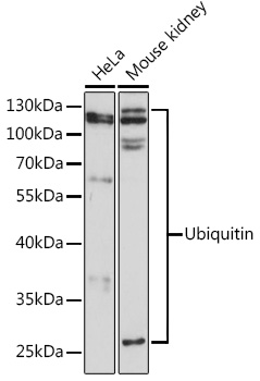 Ubiquitin Rabbit pAb
