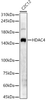 HDAC4 Rabbit pAb