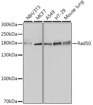 Rad50 Rabbit pAb
