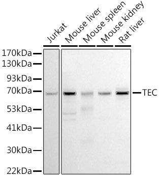Tec Rabbit pAb