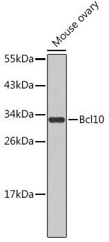 Bcl10 Rabbit pAb