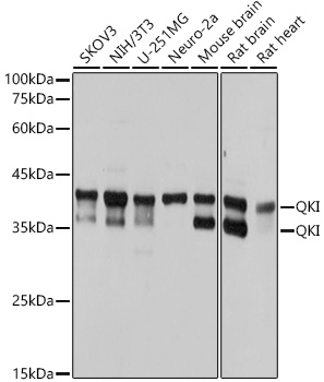 QKI Rabbit mAb