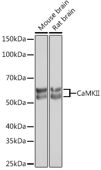 CaMKII Rabbit mAb